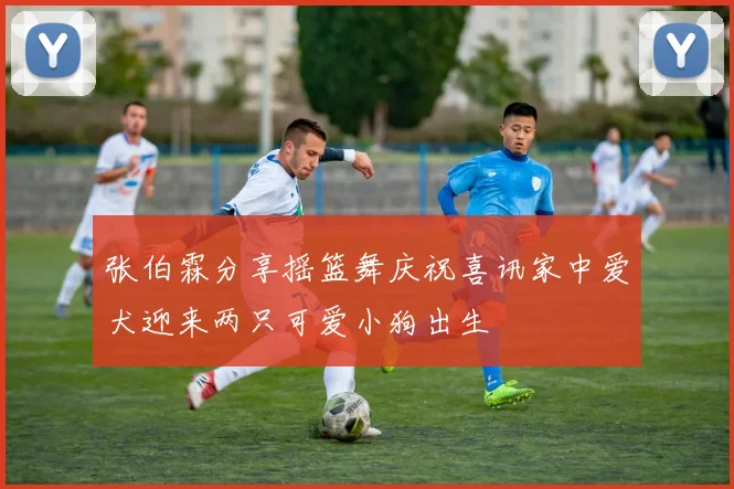 张伯霖分享摇篮舞庆祝喜讯家中爱犬迎来两只可爱小狗出生